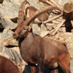 Alpine Zoo Innsbruck and Hungerburg Funicular Combo Ticket - The Itinerary and What to Expect