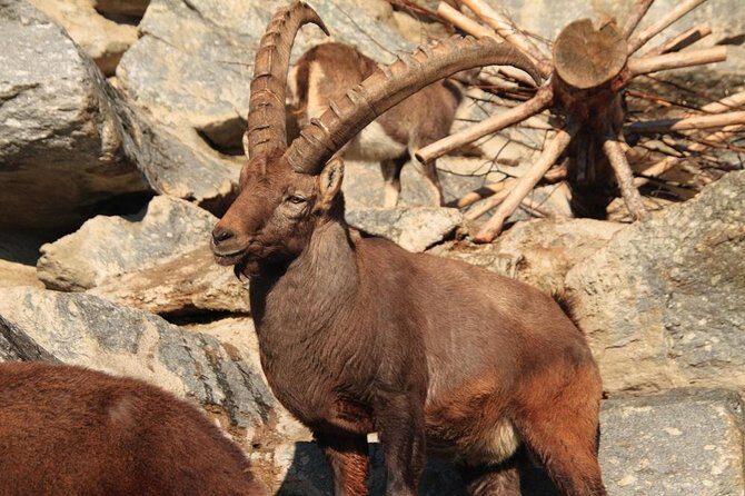 Alpine Zoo Innsbruck and Hungerburg Funicular Combo Ticket - The Itinerary and What to Expect