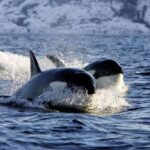 Alta: Alta Fjord Whale Watching Tour - What to Expect from the Itinerary