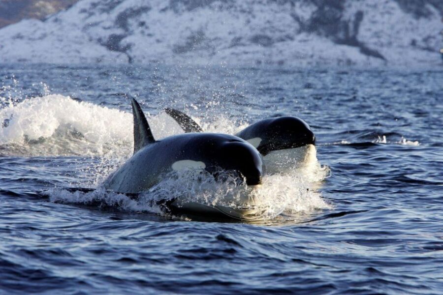 Alta: Alta Fjord Whale Watching Tour - What to Expect from the Itinerary