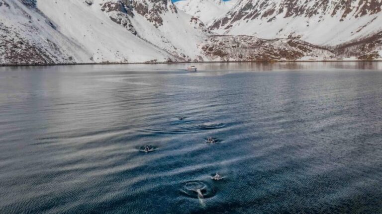 Alta: Altafjord Whale Watching in a Heated Boat - Practical tips for making the most of your whale watching experience