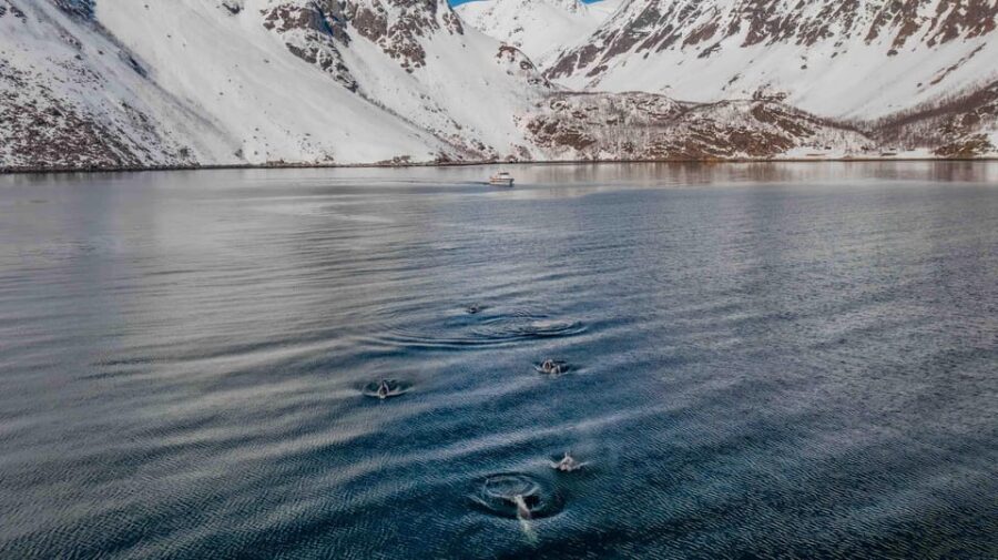 Alta: Altafjord Whale Watching in a Heated Boat - Practical tips for making the most of your whale watching experience