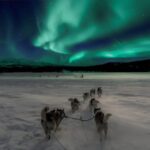 Alta: Dog Sledding Trip under the Northern Lights - Key Points