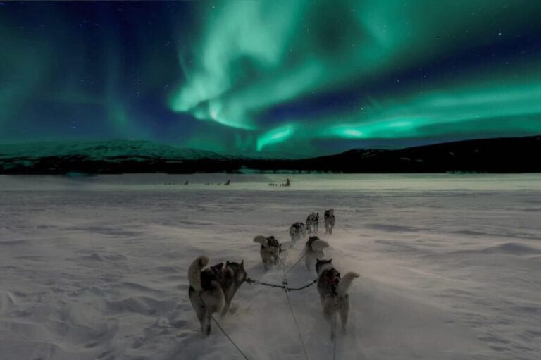 Alta: Dog Sledding Trip under the Northern Lights - Key Points