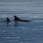 Alta Fjord: Private Whale Watching Tour - The Itinerary: What’s Included and What to Expect