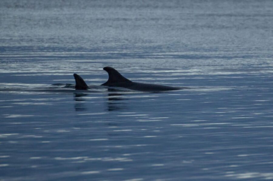 Alta Fjord: Private Whale Watching Tour - The Itinerary: What’s Included and What to Expect