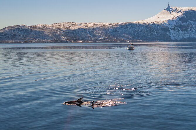 Alta Fjord Whale Watching on a Heated Boat - Practical Details & What to Know