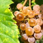 Alvarinho Wine Route: Private Full Day Tour - Key Points