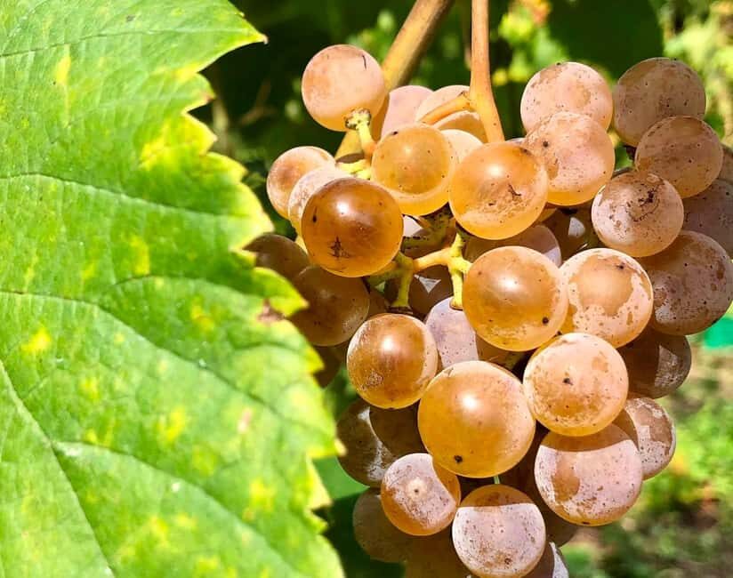 Alvarinho Wine Route: Private Full Day Tour - Key Points