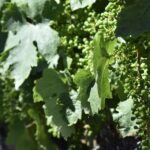 Amador County Wine Tasting Tour Private Tour 1 To 14 Group - A Deep Dive into the Amador County Wine Tasting Tour