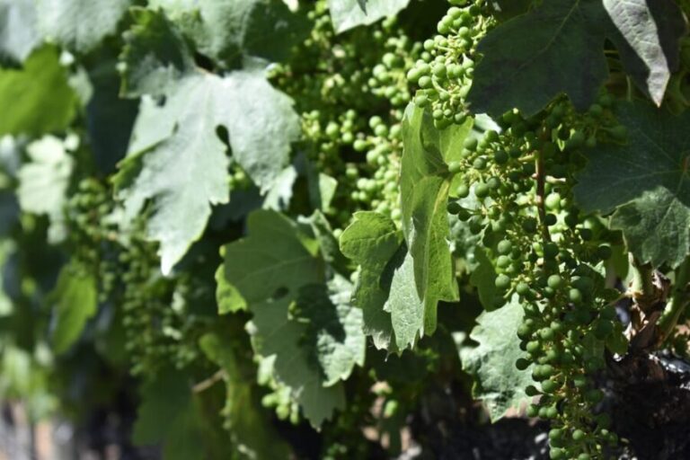 Amador County Wine Tasting Tour Private Tour 1 To 14 Group - A Deep Dive into the Amador County Wine Tasting Tour
