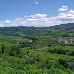Amarone vertical tasting: A unique experience tasting different vintages of Amarone - Exploring the Tour in Depth
