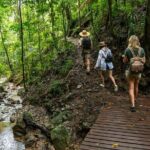 Amazing Daintree Rainforest Tour Waterfall Hike, Lunch, Swim & Crocodile Cruise - An In-Depth Look at the Daintree Rainforest Tour