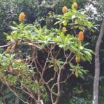 Amazing East Tour - FAQ: Madeira East Tour