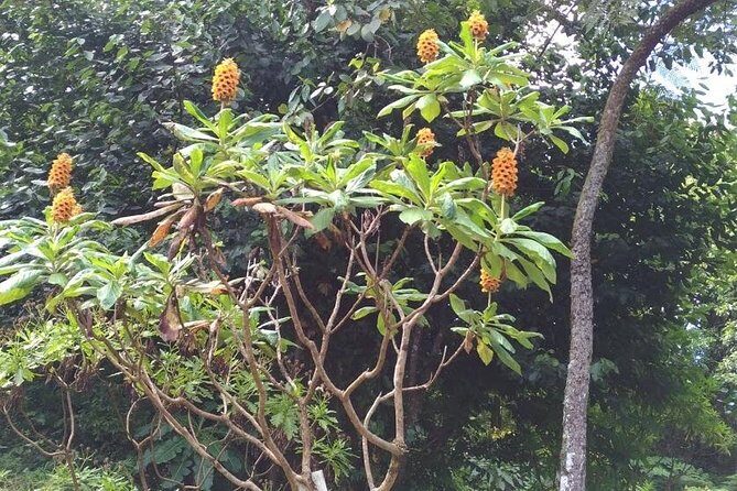 Amazing East Tour - FAQ: Madeira East Tour