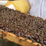 Amazing experience with Bees, honey and Pollen in Madeira Island - Final Thoughts