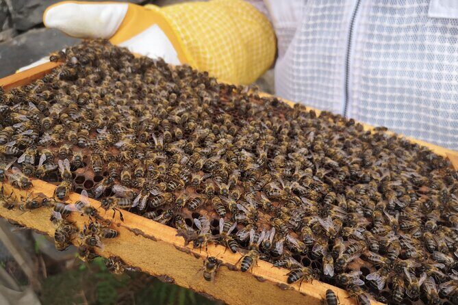 Amazing experience with Bees, honey and Pollen in Madeira Island - Final Thoughts