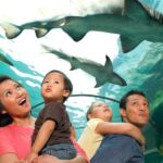 American Dream: SEA LIFE® Aquarium Entry Ticket - FAQ