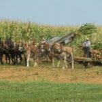Amish Farmlands Tour - Why This Tour Offers Good Value