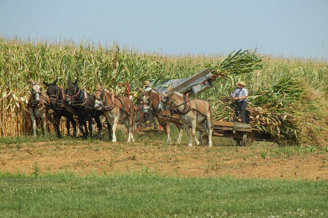 Amish Farmlands Tour - Why This Tour Offers Good Value