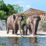 Amsterdam: ARTIS Royal Zoo Ticket with Animals on the Canal - The Sum Up