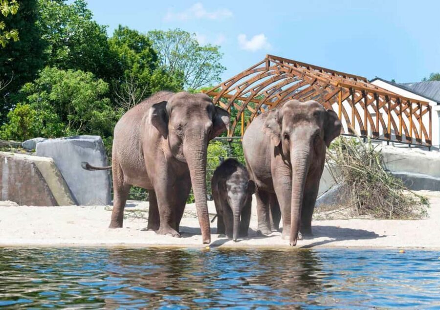 Amsterdam: ARTIS Royal Zoo Ticket with Animals on the Canal - The Sum Up