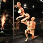 Amsterdam: Body Worlds Exhibition and Canal Cruise - In-Depth Review of the Experience