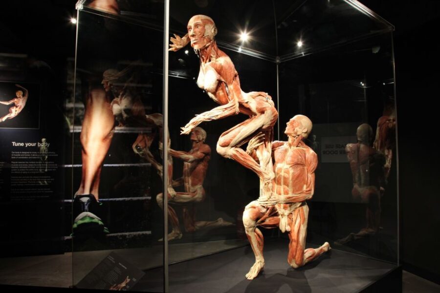 Amsterdam: Body Worlds Exhibition and Canal Cruise - In-Depth Review of the Experience