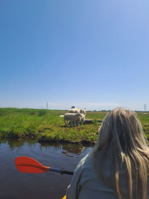 Amsterdam: Countryside Bike and Kayak Guided Tour - The Value of This Tour