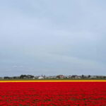Amsterdam: Keukenhof and Tulip Fields Private Day Trip - Final Thoughts