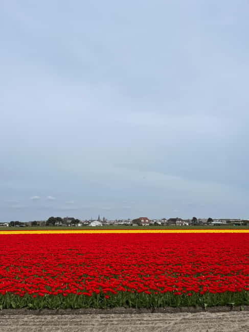 Amsterdam: Keukenhof and Tulip Fields Private Day Trip - Final Thoughts