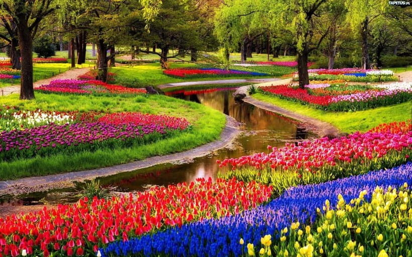 Amsterdam: Keukenhof Gardens & Tulip Fields Private Tour - Why This Tour Offers Great Value