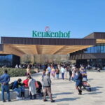 Amsterdam: Keukenhof Tulip Gardens Private Tour - The Sum Up