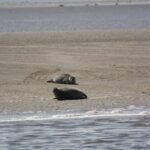 Amsterdam: Seal Safari at Waddensea UNESCO Site - In-Depth Tour Review: Navigating the UNESCO Waddensea and Medemblik