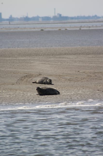 Amsterdam: Seal Safari at Waddensea UNESCO Site - In-Depth Tour Review: Navigating the UNESCO Waddensea and Medemblik
