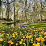 Amsterdam: Tulips & Windmill - Full day PRIVATE tour by car - Who Should Consider This Tour?