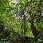 An adventure through the Forest and Palace of Bussaco - Coim - Final Thoughts