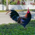 An Audio Guide of Key Wests Journey From Village to Micro State - A Deep Dive into the Key West Audio Tour