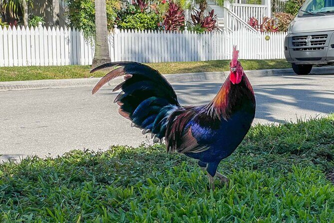 An Audio Guide of Key Wests Journey From Village to Micro State - A Deep Dive into the Key West Audio Tour