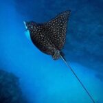 An Eagle Ray and Turtle Tour-Small Groups & Photography Included - Why We Love This Tour