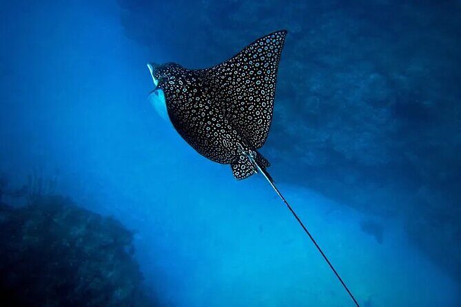 An Eagle Ray and Turtle Tour-Small Groups & Photography Included - Why We Love This Tour
