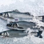 An Unforgettable Day With Fish, Wine and Olive Oil Tasting - Final Thoughts