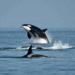 Anacortes: Full Day Whale/Wildlife Tour; Friday Harbor Stop - The Sum Up