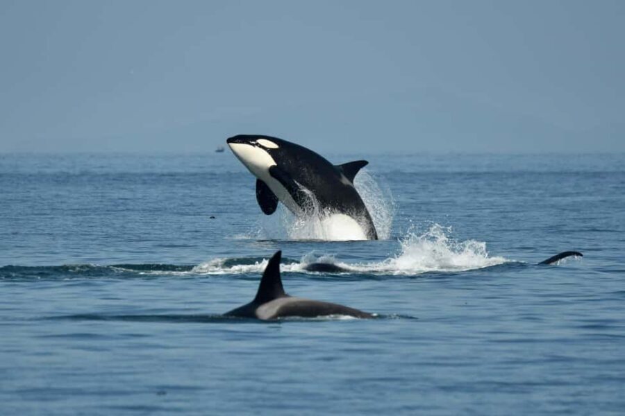 Anacortes: Full Day Whale/Wildlife Tour; Friday Harbor Stop - The Sum Up