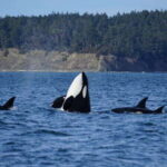 Anacortes: Orca Whales Guaranteed Boat Tour near Seattle - Final Thoughts: Is This Tour Worth It?