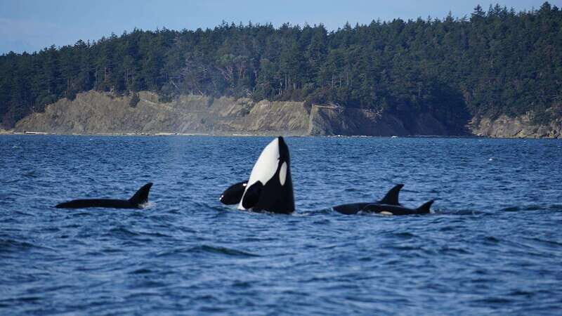 Anacortes: Orca Whales Guaranteed Boat Tour near Seattle - Final Thoughts: Is This Tour Worth It?