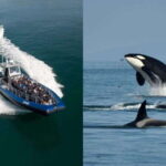 Anacortes: Whale Watching Adventure Tour Near Seattle - Wildlife Encounters and Scenic Highlights