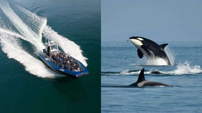 Anacortes: Whale Watching Adventure Tour Near Seattle - Wildlife Encounters and Scenic Highlights