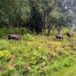 Anchorage Greenbelt Bike Tour - A Deep Dive into the Anchorage Greenbelt Bike Tour