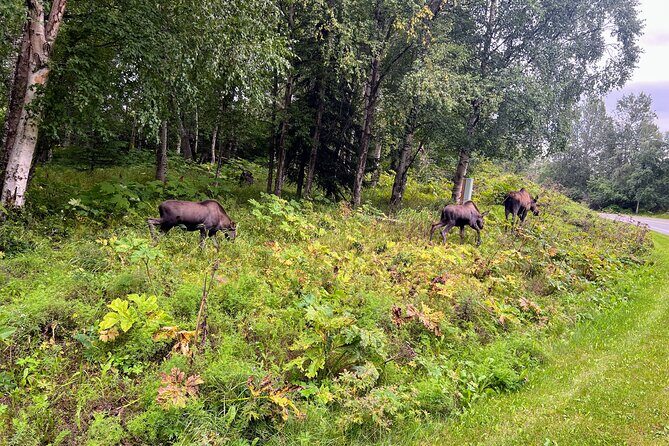 Anchorage Greenbelt Bike Tour - A Deep Dive into the Anchorage Greenbelt Bike Tour